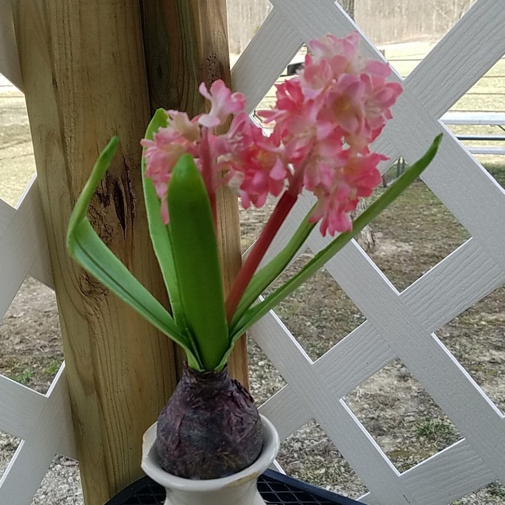 Spring Flower's & Vase - Picture 6 of 6